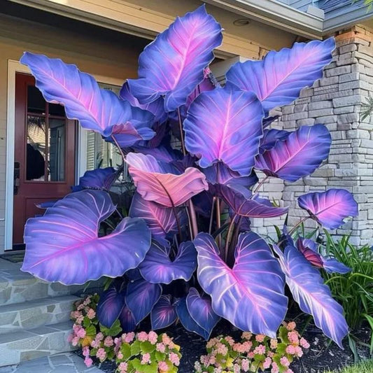Giant Caladium Plant Seeds – The Color Wizard for Your Dream Garden | Pack of 500 Seeds