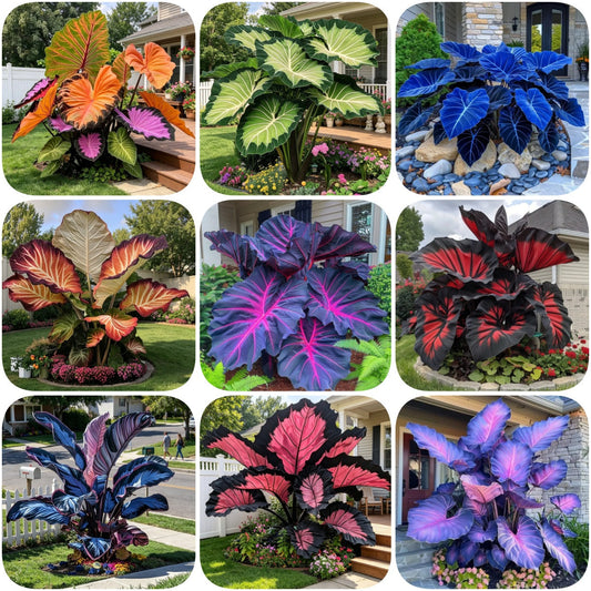 Giant Caladium Plant Seeds – The Color Wizard for Your Dream Garden | Pack of 500 Seeds