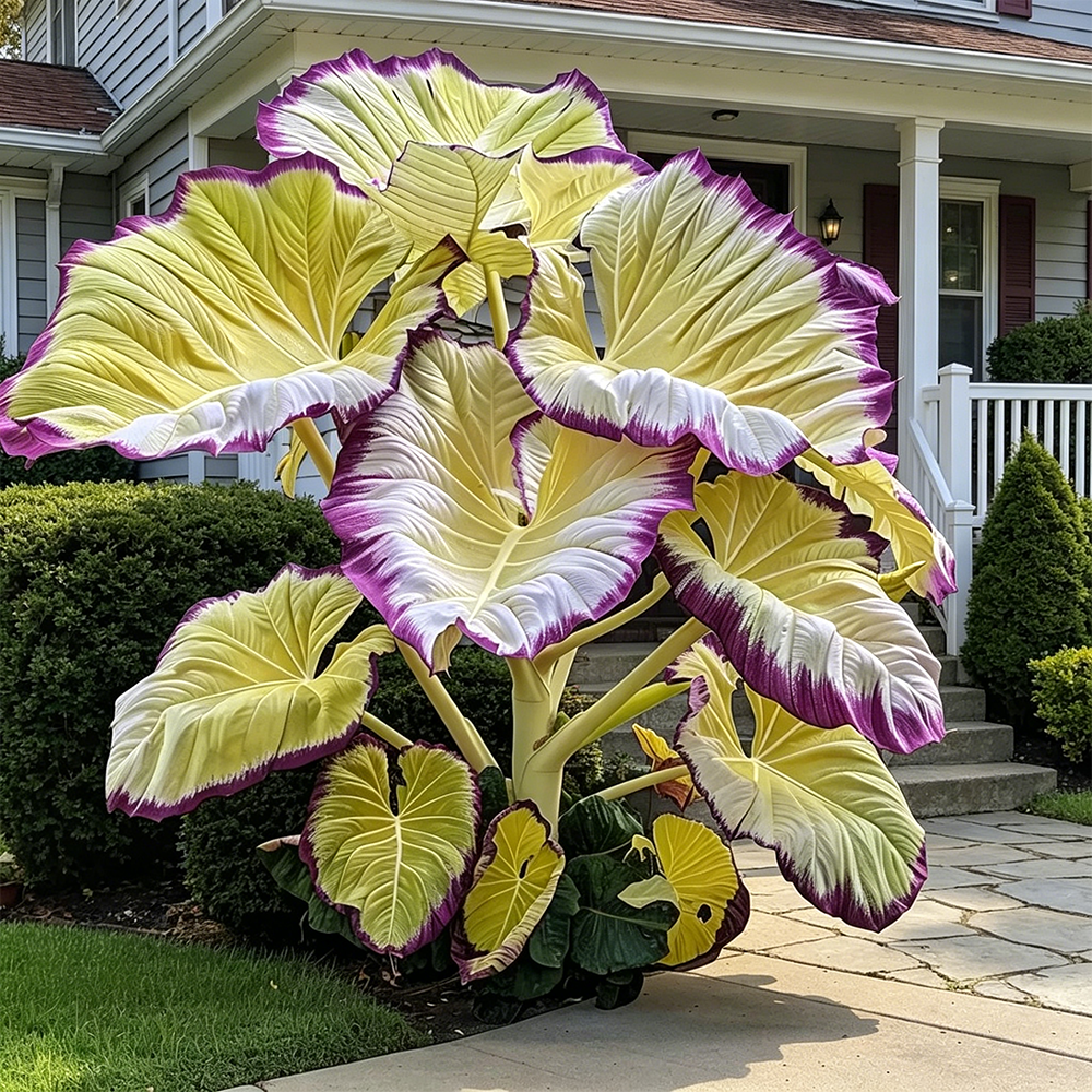 Giant Caladium Plant Seeds – The Color Wizard for Your Dream Garden | Pack of 500 Seeds
