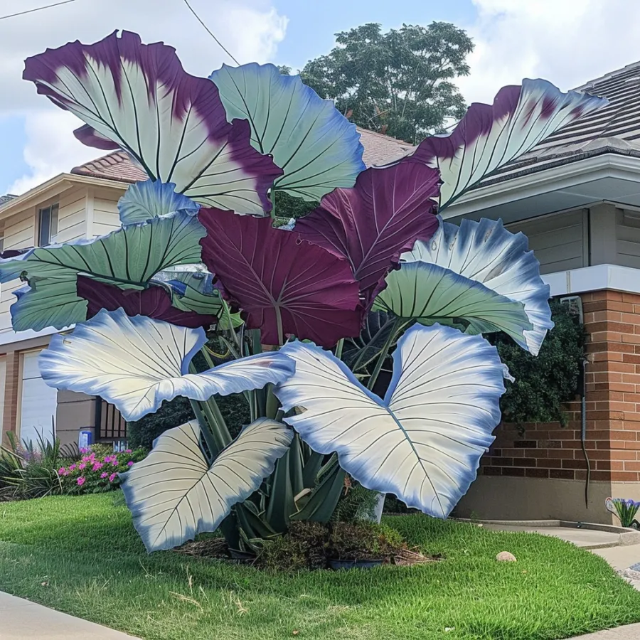 Giant Caladium Plant Seeds – The Color Wizard for Your Dream Garden | Pack of 500 Seeds