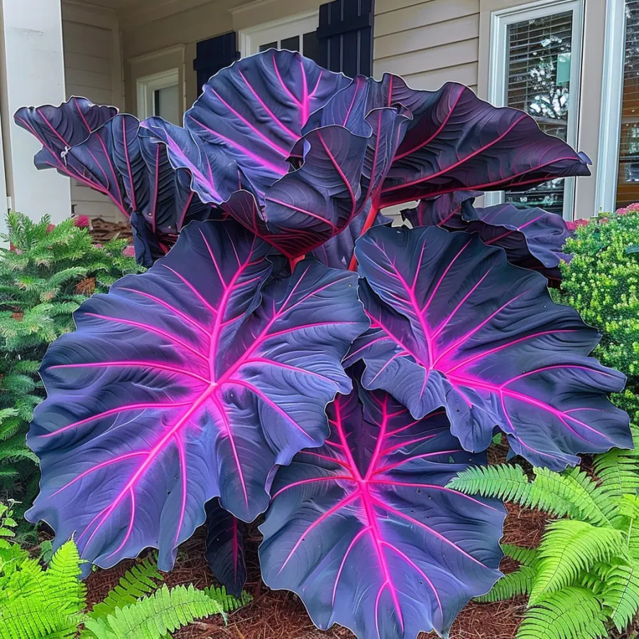 Giant Caladium Plant Seeds – The Color Wizard for Your Dream Garden | Pack of 500 Seeds