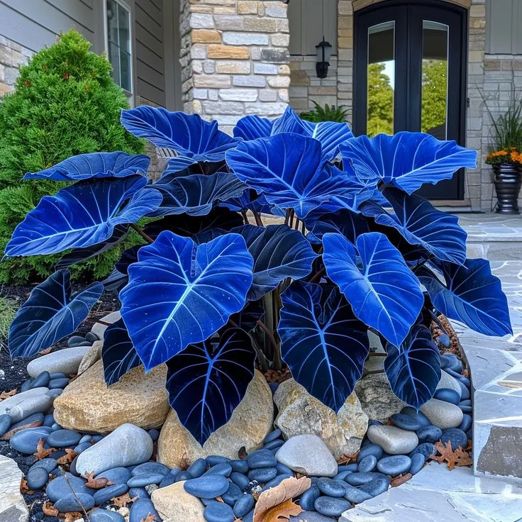 Giant Caladium Plant Seeds – The Color Wizard for Your Dream Garden | Pack of 500 Seeds
