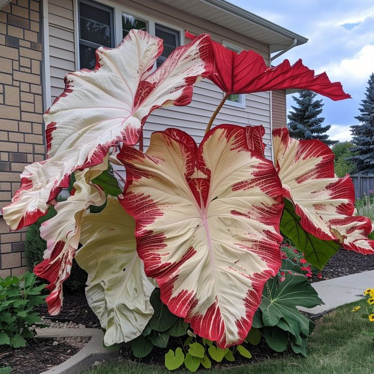 Giant Caladium Plant Seeds – The Color Wizard for Your Dream Garden | Pack of 500 Seeds