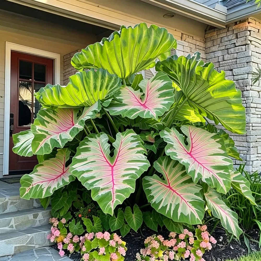 Giant Caladium Plant Seeds – The Color Wizard for Your Dream Garden | Pack of 500 Seeds