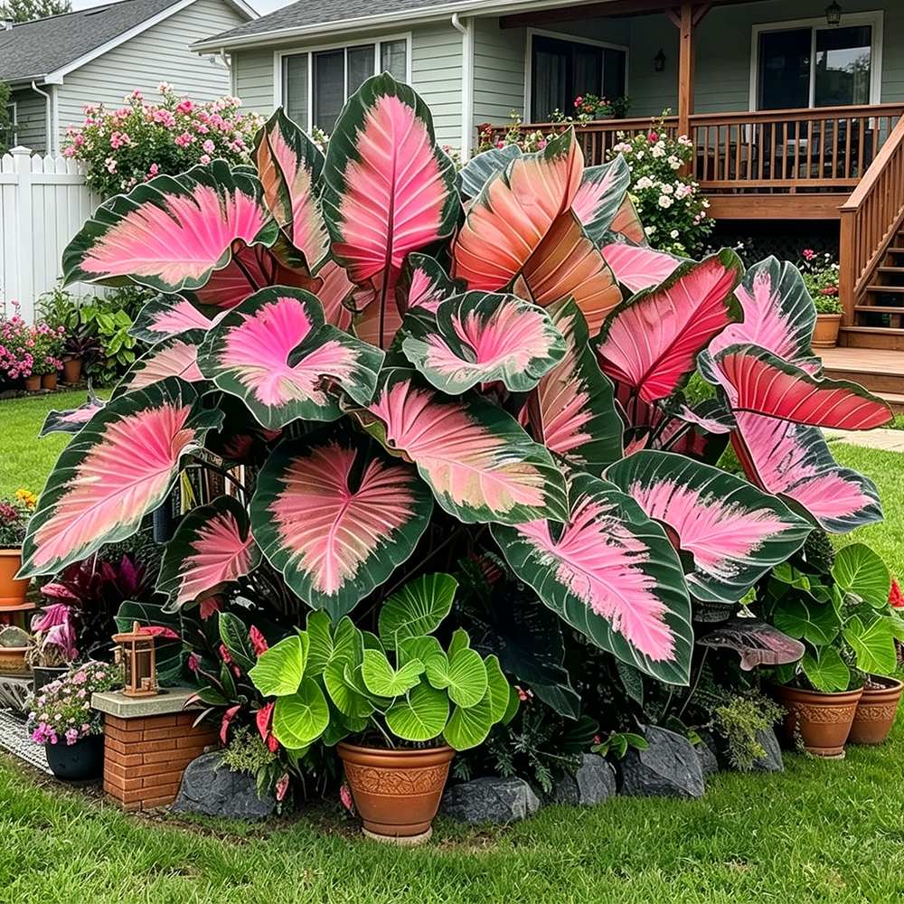 Giant Caladium Plant Seeds – The Color Wizard for Your Dream Garden | Pack of 500 Seeds