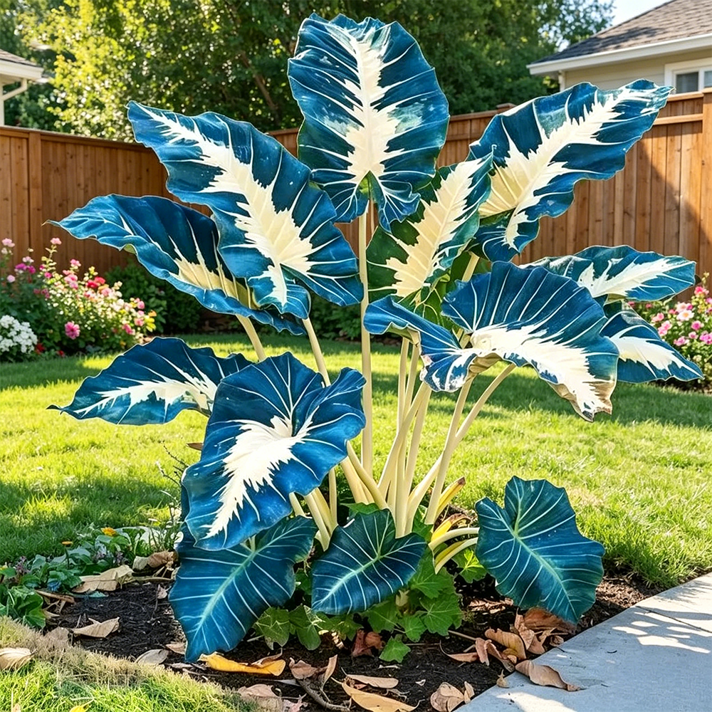 Giant Caladium Plant Seeds – The Color Wizard for Your Dream Garden | Pack of 500 Seeds