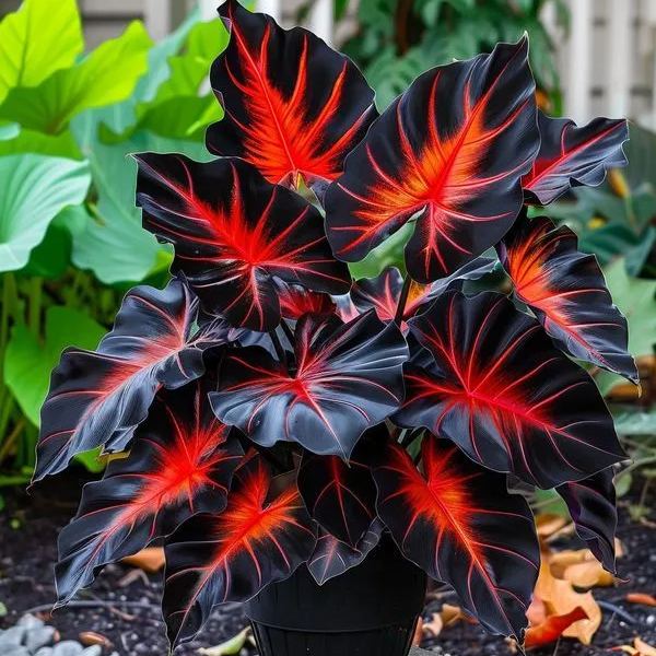 Giant Caladium Plant Seeds – The Color Wizard for Your Dream Garden | Pack of 500 Seeds