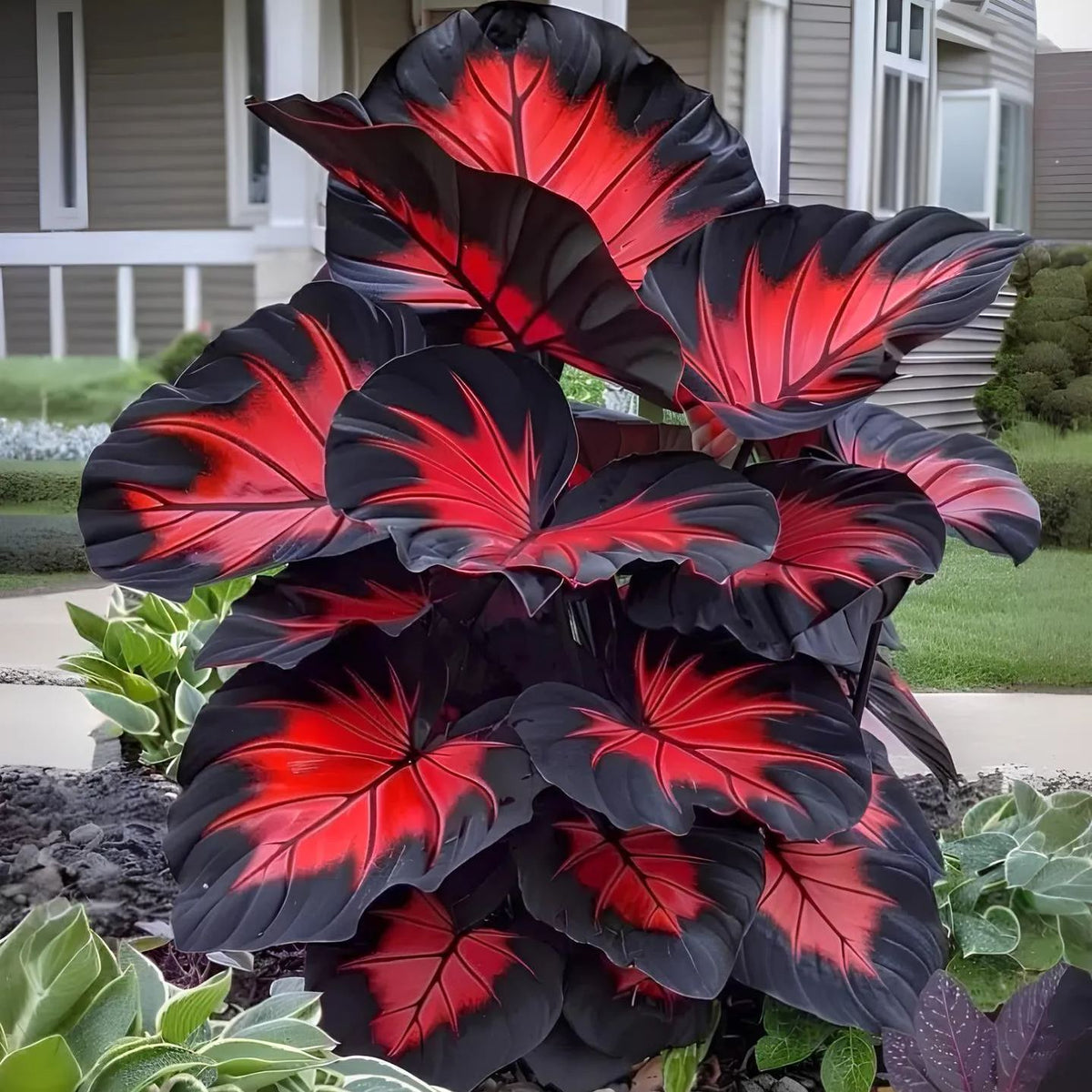 Giant Caladium Plant Seeds – The Color Wizard for Your Dream Garden | Pack of 500 Seeds