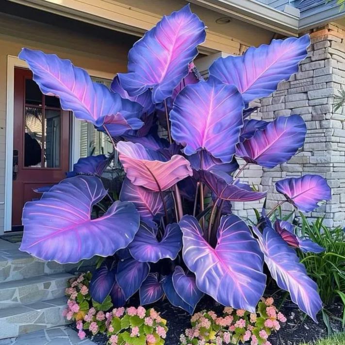 Giant Caladium Plant Seeds – The Color Wizard for Your Dream Garden | Pack of 500 Seeds